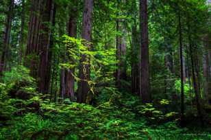 Light in the redwoods-3125 Light in the redwoods-3125